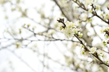 Güzel bahar çiçekleri, doğa arka planı.