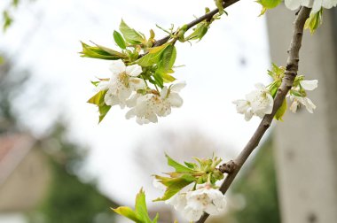 Güzel bahar çiçekleri, doğa arka planı.