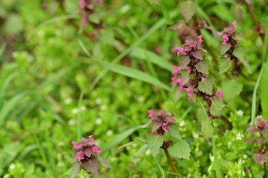 güzel çiçeklerin yakın görünümü 