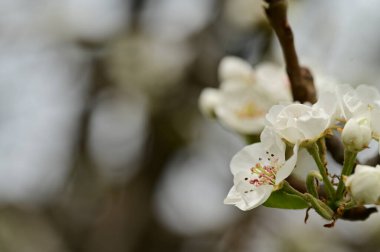 Güzel bahar çiçekleri, doğa arka planı.