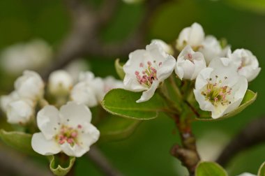 Güzel bahar çiçekleri, doğa arka planı.
