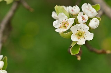 Güzel bahar çiçekleri, doğa arka planı.