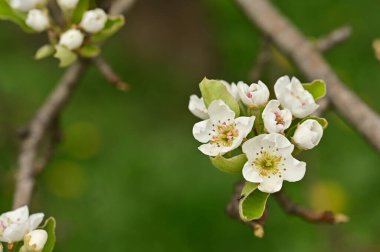 Güzel bahar çiçekleri, doğa arka planı.