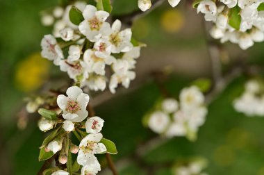 Güzel bahar çiçekleri, doğa arka planı.