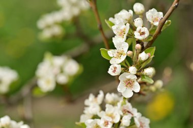 Güzel bahar çiçekleri, doğa arka planı.