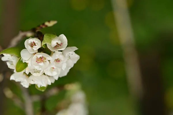 Vacker Våren Blommor Blomma Natur Bakgrund — Stockfoto