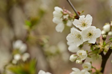 Güzel bahar çiçekleri, doğa arka planı.