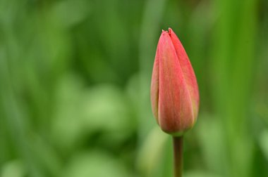 Bahçede büyüyen güzel lale çiçeği