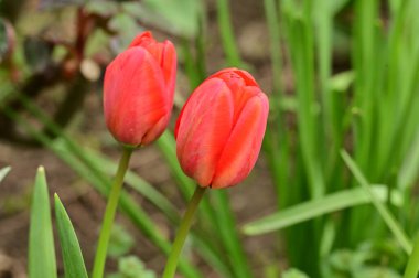 Bahçedeki güzel laleler