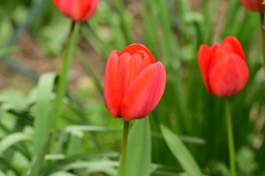 Bahçedeki güzel laleler