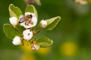 Baharda beyaz kiraz çiçeklerinin üzerinde oturan arı.