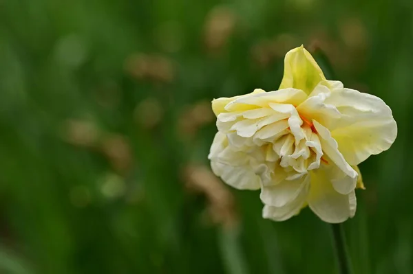 Schöne Narzissenblüte Die Garten Wächst — Stockfoto