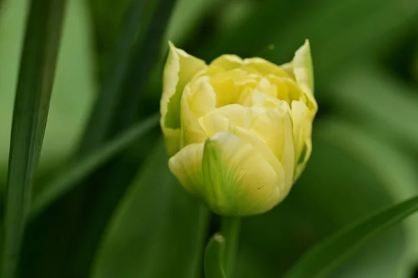 Bahçede Büyüyen Güzel Lale Çiçeği — Stok fotoğraf