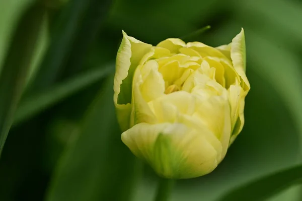 Hermosa Flor Tulipán Creciendo Jardín — Foto de Stock