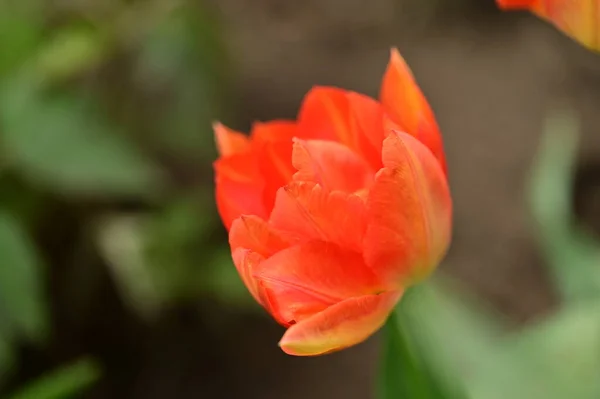 Krásný Tulipán Květina Rostoucí Zahradě — Stock fotografie
