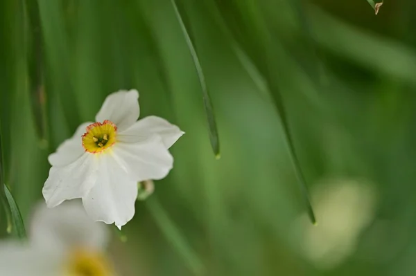 Bela Flor Daffodil Crescendo Jardim — Fotografia de Stock