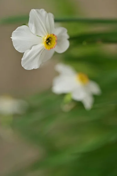 Beautiful Daffodil Flowers Garden — Stock Photo, Image