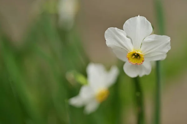 Piękne Kwiaty Żonkil Ogrodzie — Zdjęcie stockowe