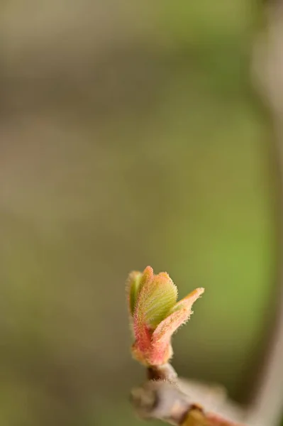 Blätter Pflanzen Garten — Stockfoto