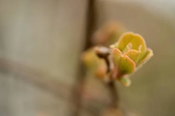Листья Растении Саду — стоковое фото