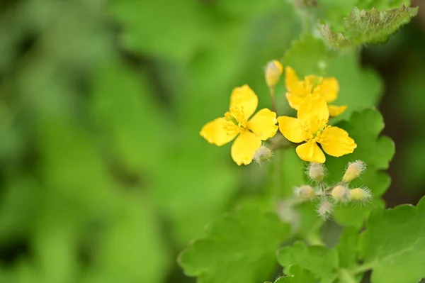Žluté Květy Zahradě — Stock fotografie