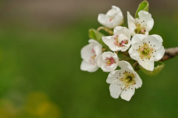 Vit Körsbär Blommar Våren — Stockfoto