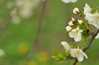 Güzel bahar çiçekleri, doğa arka planı.