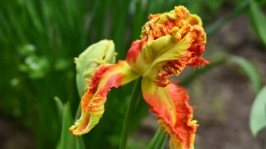 Bahçedeki güzel sarı ve kırmızı lale çiçeği