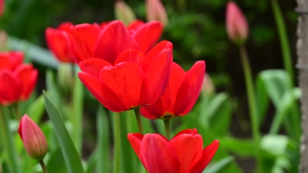 Όμορφα Κόκκινα Λουλούδια Τουλίπας Που Αναπτύσσονται Στον Κήπο — Αρχείο Βίντεο