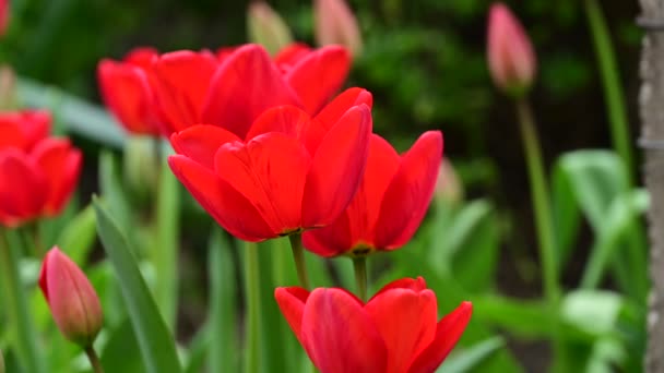 Hermosas Flores Tulipán Rojo Creciendo Jardín — Vídeo de stock
