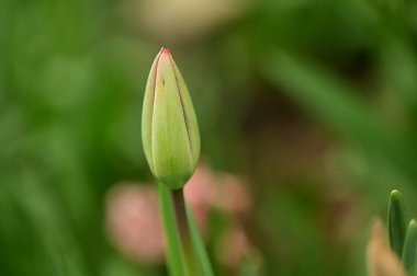 Bahçede büyüyen güzel lale çiçeği
