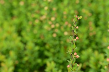 Bahçede yetişen güzel çiçekler