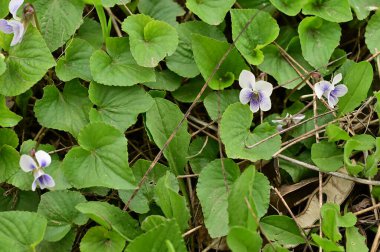 Bahçede yetişen güzel çiçekler