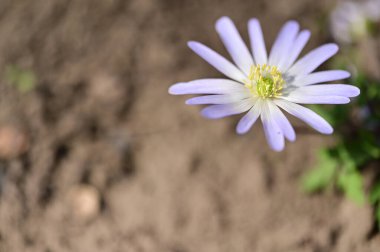 Bahçede yetişen güzel çiçek