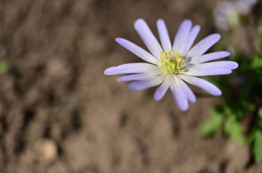 Bahçede yetişen güzel çiçek