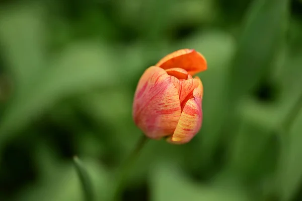 Krásný Tulipán Květina Rostoucí Zahradě — Stock fotografie