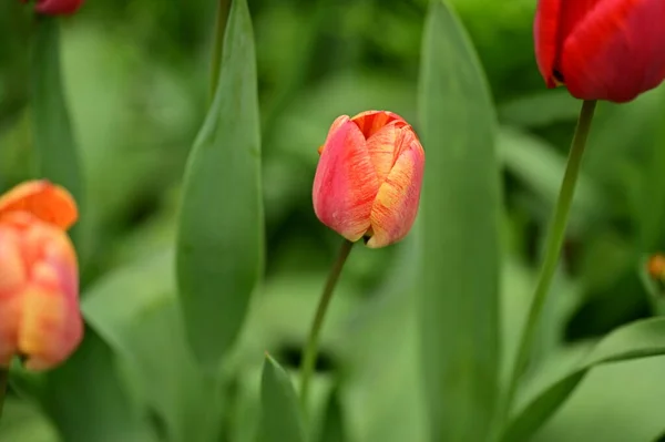 Bela Flor Tulipa Crescendo Jardim — Fotografia de Stock