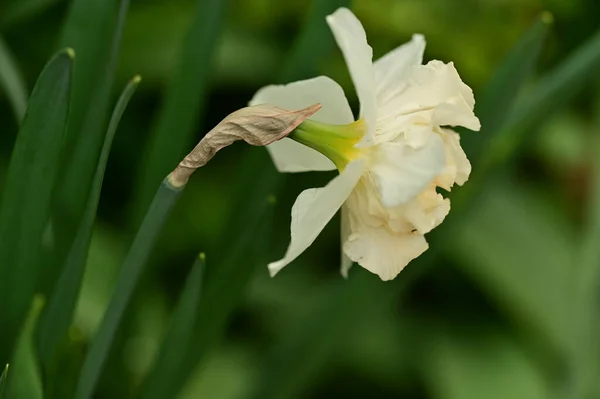 庭の美しいダフォディルの花 — ストック写真