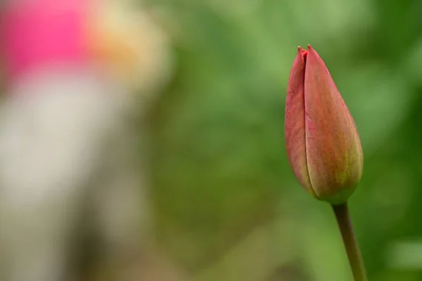 Schöne Tulpenblume Wächst Garten — Stockfoto