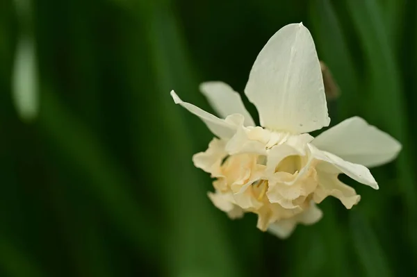 Piękne Kwiaty Żonkil Ogrodzie — Zdjęcie stockowe