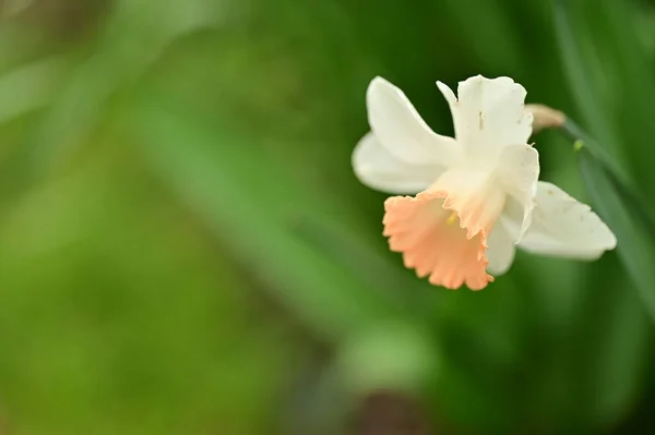 Vackra Påskliljor Blommor Trädgården — Stockfoto