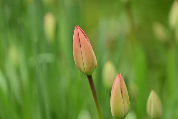 stock image beautiful  tulips flowers growing in garden