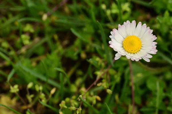 stock image beautiful  flower growing in garden