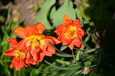 Bahçede büyüyen güzel laleler