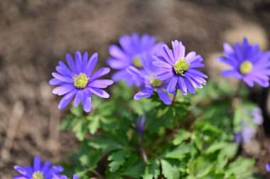 Bahçede yetişen güzel çiçekler