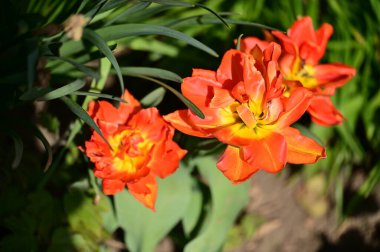 Bahçede büyüyen güzel laleler