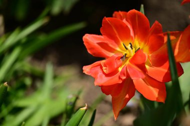 Bahçede büyüyen güzel lale çiçeği