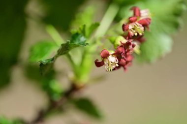 Bahçede yetişen güzel çiçekler