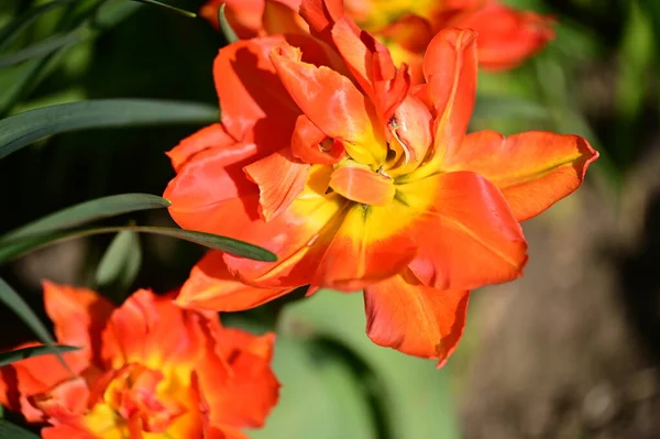 Красивые Цветы Тюльпанов Растет Саду — стоковое фото