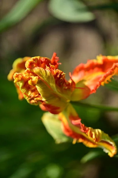 Hermosa Flor Tulipán Creciendo Jardín — Foto de Stock